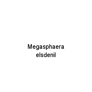 Megasphaera elsdenil